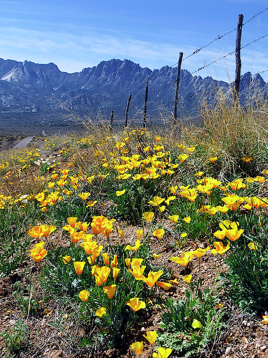 April at Aquirre Springs by Kurt Van Wagner April at Aquirre Springs by Kurt Van Wagner