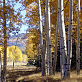 Autumn Chama New Mexico